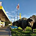 První zastávka v Polsku - benzínka s bizony