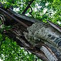 Old sweet chestnut tree (Kaštanovník setý)