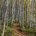 Birch forest