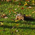 squirel!