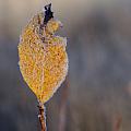 Photographing stop: Frozen leafs