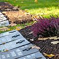 Last heather on the graves