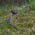 Pulsatilla (Koniklec) in another part of Westpark