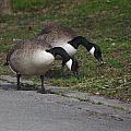 grey geese just walking on the paths in Westpark