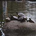 Turtles just swimming in the pool and sunbathing on the stones (still Westpark)