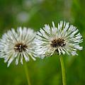 wet dandelion (Pampeliška)