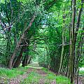 tunel of trees