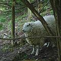 Sheeps in the park