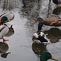 And ducks sliding on the ice