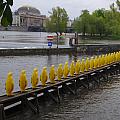 Žlutí tučňáci na Vltavě?