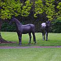 Opuštění koně ve Furstenberské zahradě