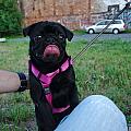 Amy