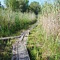 Walk through the watter