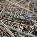We found even some lizards