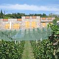 Wineyards like in souhern Europe