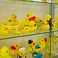 The collection of university graduation rubber ducks collected from fountain