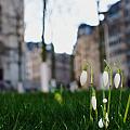 And snow-drops in the beginning of February